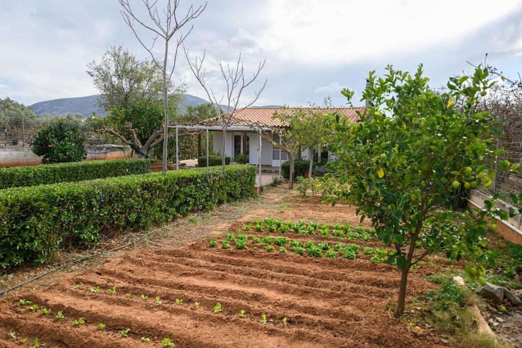 Villa Farmbill Markópoulon Esterno foto